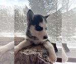 Small Photo #17 Siberian Husky Puppy For Sale in DANBY, VT, USA