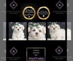 Puppy Cotton Maltese