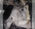 Small Photo #29 Great Dane Puppy For Sale in PIERSON, MI, USA
