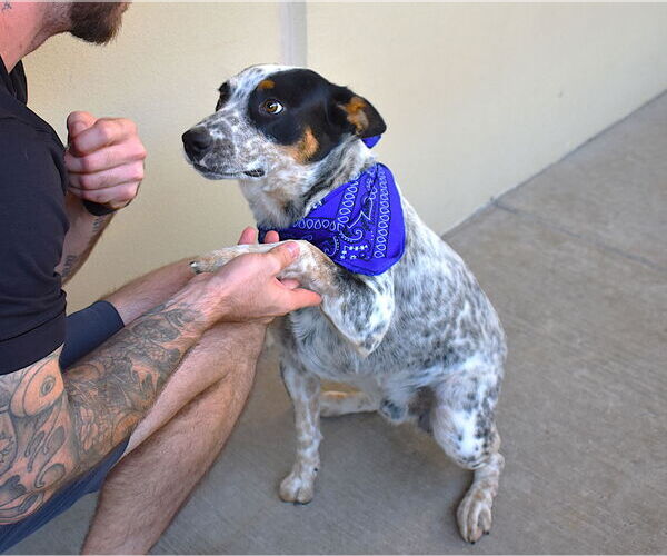 Medium Photo #2 Mutt Puppy For Sale in McKinney, TX, USA