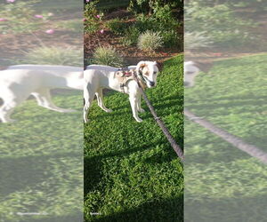 Rock - Male Jack Russell Terrier-Unknown Mix Dog for Adoption - Photo #2