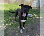 Small American Pit Bull Terrier Mix