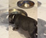 Small Photo #5 French Bulldog Puppy For Sale in OLYMPIA, WA, USA
