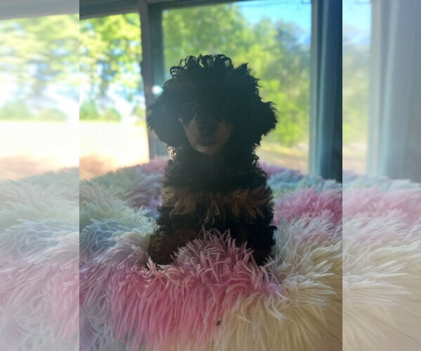 Medium Photo #4 Poodle (Miniature) Puppy For Sale in Pacolet, SC, USA