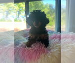 Small #3 Poodle (Miniature)