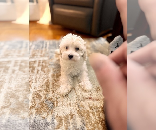 Medium Photo #3 Maltipoo Puppy For Sale in ALEXANDRIA, VA, USA