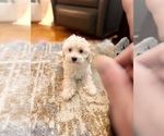 Small #2 Maltipoo