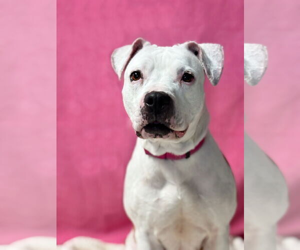 Medium Photo #1 American Pit Bull Terrier-Unknown Mix Puppy For Sale in Spring Lake, NJ, USA