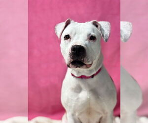 American Pit Bull Terrier-Unknown Mix Dogs for adoption in Spring Lake, NJ, USA