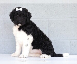 Newfypoo Puppy for sale in FREDERICKSBG, OH, USA