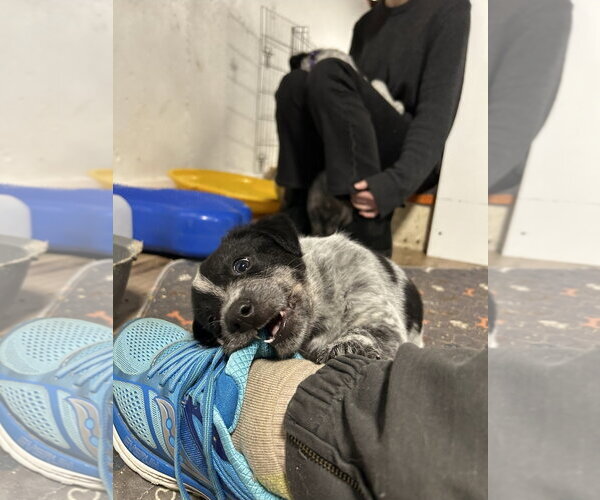 Medium Photo #4 Mutt Puppy For Sale in Garden City, NY, USA