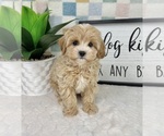 Small #2 Cavapoo (Miniature)