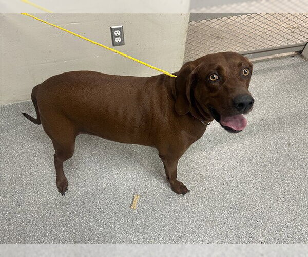 Medium Photo #1 Redbone Coonhound Puppy For Sale in Pasadena, TX, USA