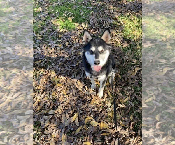 Medium Photo #2 Alaskan Klee Kai Puppy For Sale in GLENDALE, AZ, USA