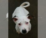 Small #10 Dalmatian-Labrador Retriever Mix