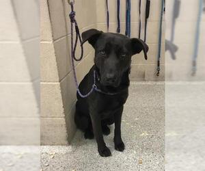 Labrador Retriever Dogs for adoption in Conroe, TX, USA