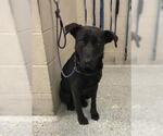 Small Labrador Retriever