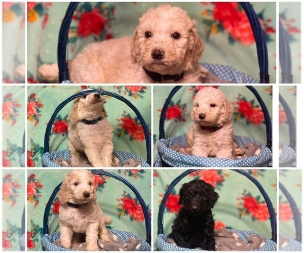 Medium Photo #1 Poodle (Standard) Puppy For Sale in LILY, KY, USA