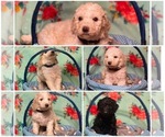 Small Photo #1 Poodle (Standard) Puppy For Sale in LILY, KY, USA