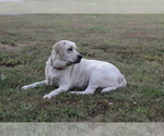 Small Photo #5 Labrador Retriever Puppy For Sale in ROCKWOOD, TN, USA