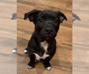 Labrador Retriever-Staffordshire Bull Terrier Mix Dogs for adoption in Cave Creek, AZ, USA