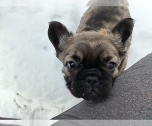 French Bulldog Puppy for Sale in HERSEY, Michigan USA