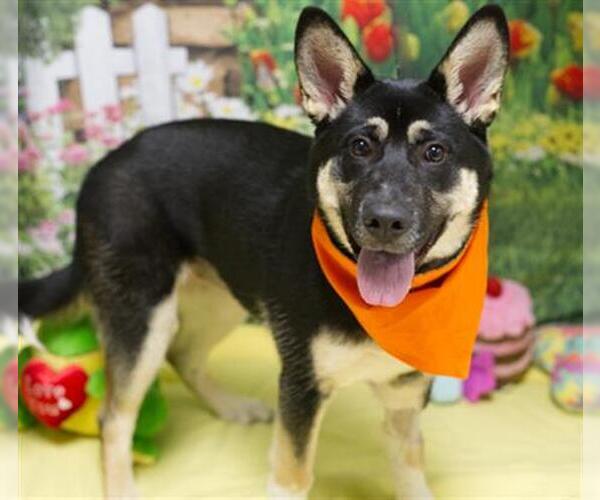 Medium Photo #1 Gerberian Shepsky Puppy For Sale in Placerville, CA, USA