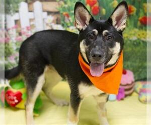Gerberian Shepsky Dogs for adoption in Placerville, CA, USA