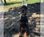 Small Photo #40 Doberman Pinscher Puppy For Sale in FORT LAUDERDALE, FL, USA