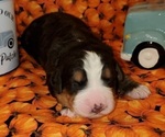 Small Photo #1 Bernedoodle Puppy For Sale in TAYLORSVILLE, NC, USA