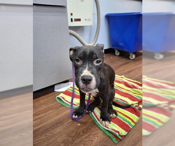 Medium Photo #1 American Pit Bull Terrier-Unknown Mix Puppy For Sale in Orlando, FL, USA