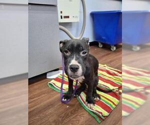Medium American Pit Bull Terrier Mix