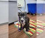 Small American Pit Bull Terrier Mix