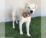 Small #3 Labrador Retriever Mix