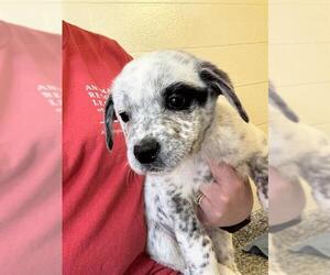 Mutt Dogs for adoption in Brewster, MA, USA