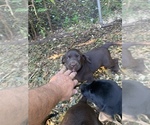 Small Photo #5 Labrador Retriever Puppy For Sale in HOWELL, NJ, USA