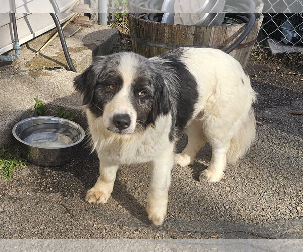Medium Photo #3 Mutt Puppy For Sale in Bloomingdale, NJ, USA