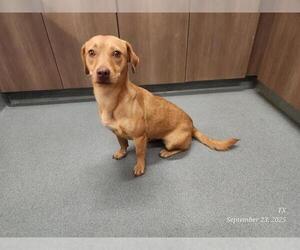 Dachshund-Labrador Retriever Mix Dogs for adoption in Baytown, TX, USA