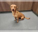 Small Dachshund-Labrador Retriever Mix