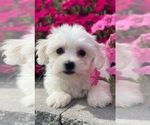 Small Coton de Tulear
