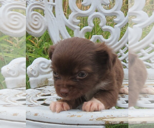 Medium Photo #8 Chihuahua Puppy For Sale in HAYES, VA, USA