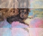 Small Photo #380 Yorkshire Terrier Puppy For Sale in AKRON, OH, USA