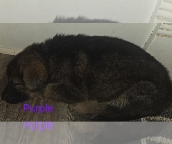 Medium Photo #2 German Shepherd Dog Puppy For Sale in BLOOMINGTON, WI, USA