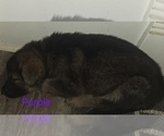 Small Photo #2 German Shepherd Dog Puppy For Sale in BLOOMINGTON, WI, USA