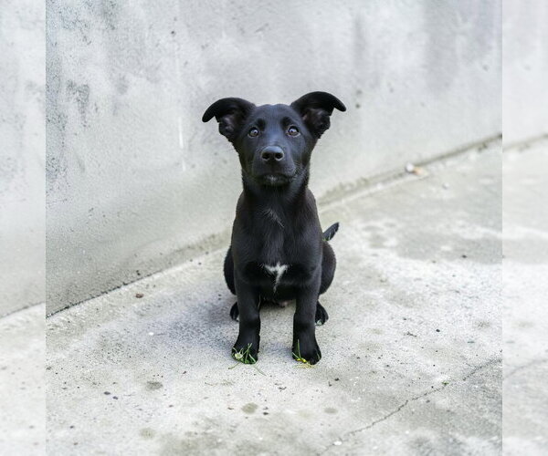 Medium Photo #5 German Shepherd Dog-Unknown Mix Puppy For Sale in MIDWAY, UT, USA