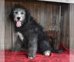 Small Photo #12 Sheepadoodle Puppy For Sale in ASPERMONT, TX, USA