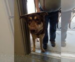 Small #1 German Shepherd Dog-Huskies  Mix