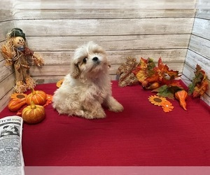 Cavachon Puppy for sale in FULTON, KS, USA