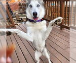 Small #2 Siberian Husky