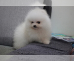 Small Photo #3 Pomeranian Puppy For Sale in LOS ANGELES, CA, USA